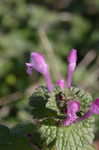 Henbit